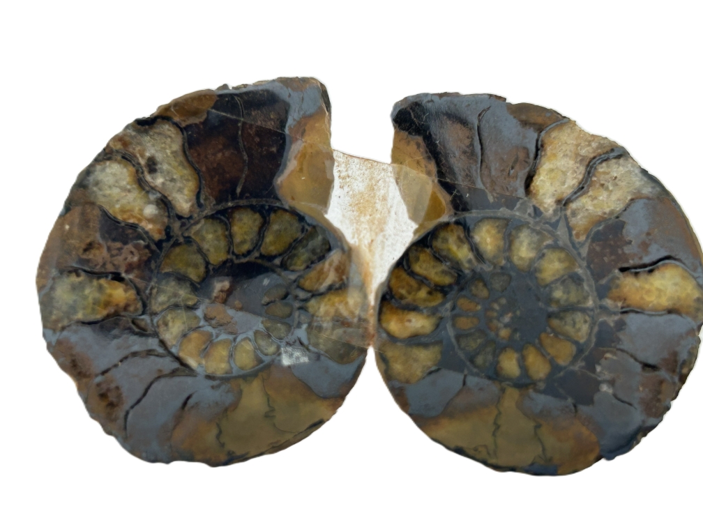 Hematised Ammonite.